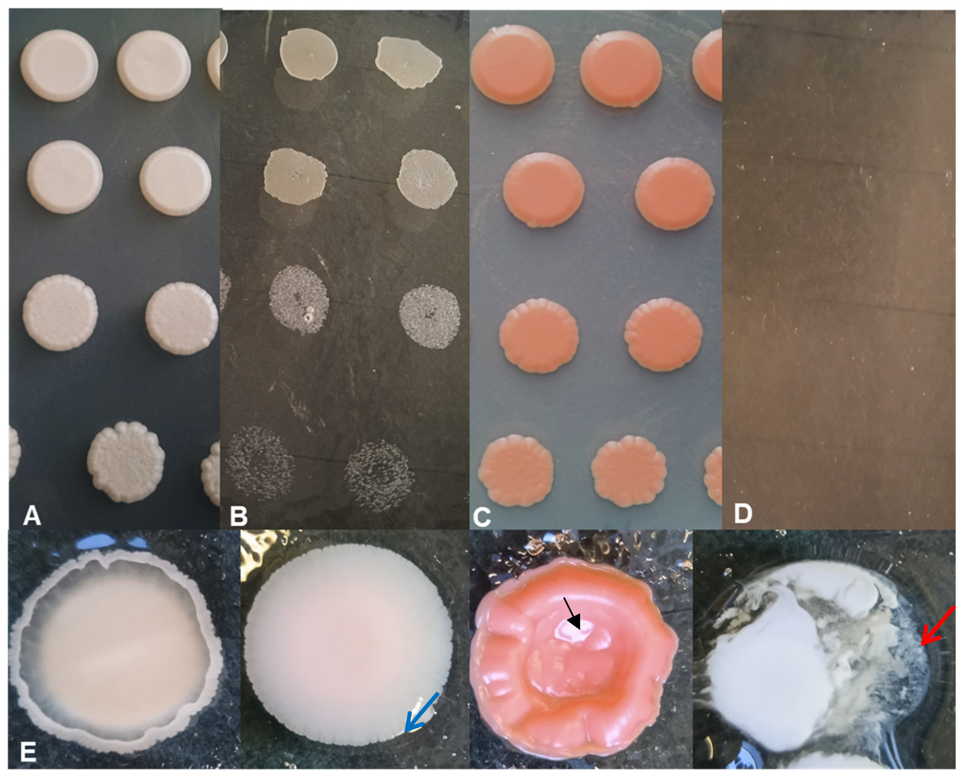 Diversity 17 00325 g003