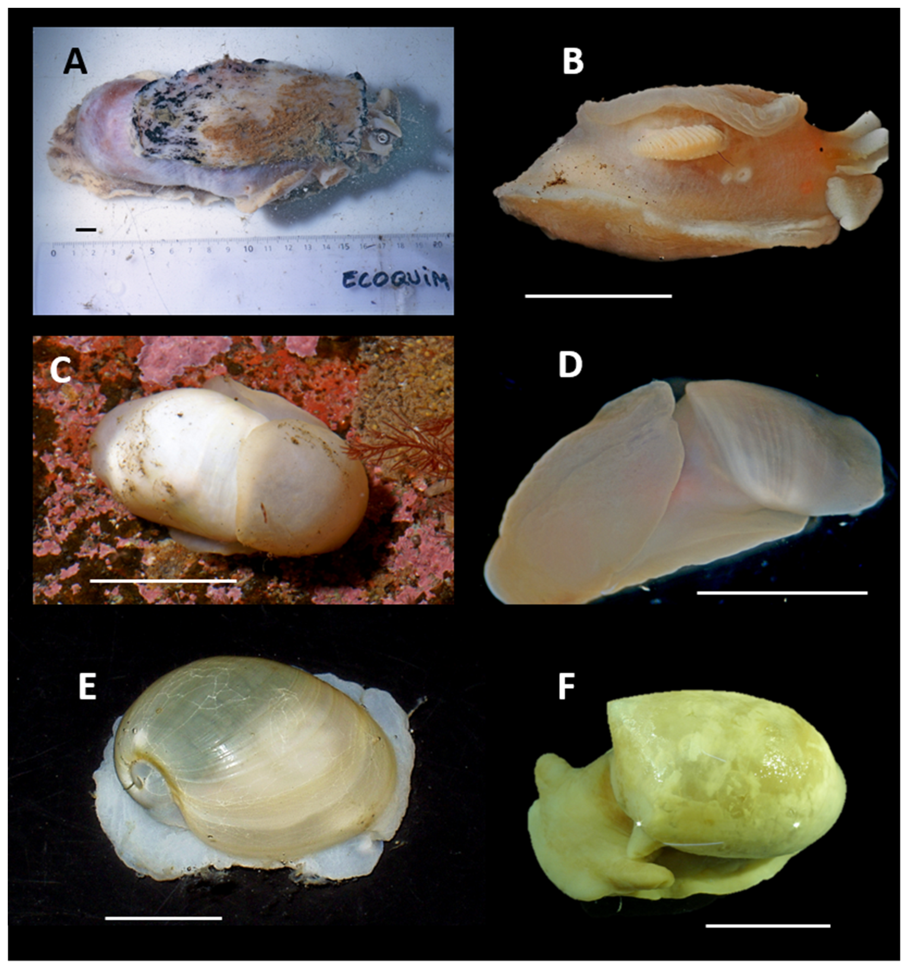 Diversity 17 00330 g003 Diversity 17 00330 g003