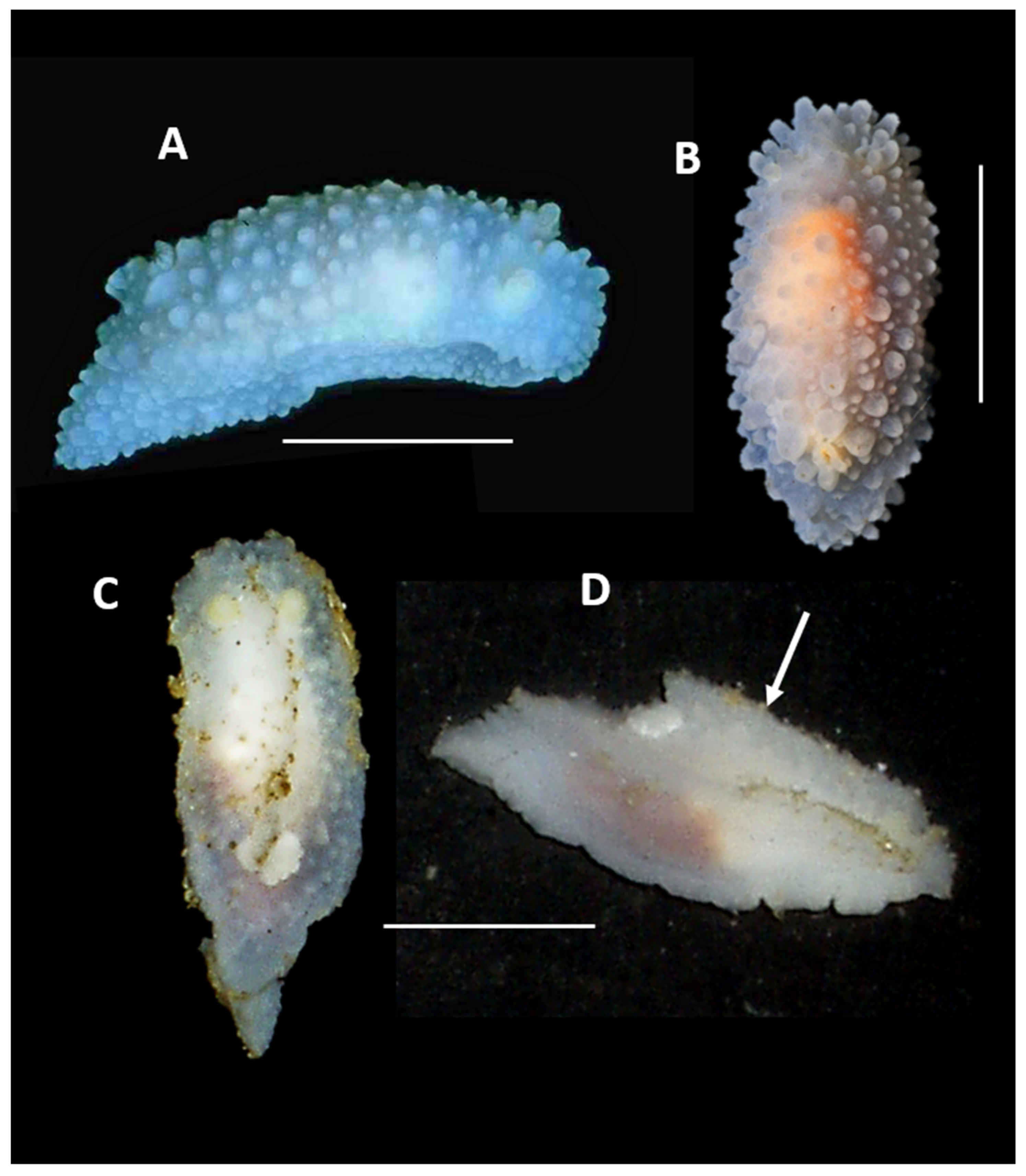 Diversity 17 00330 g004 Diversity 17 00330 g004