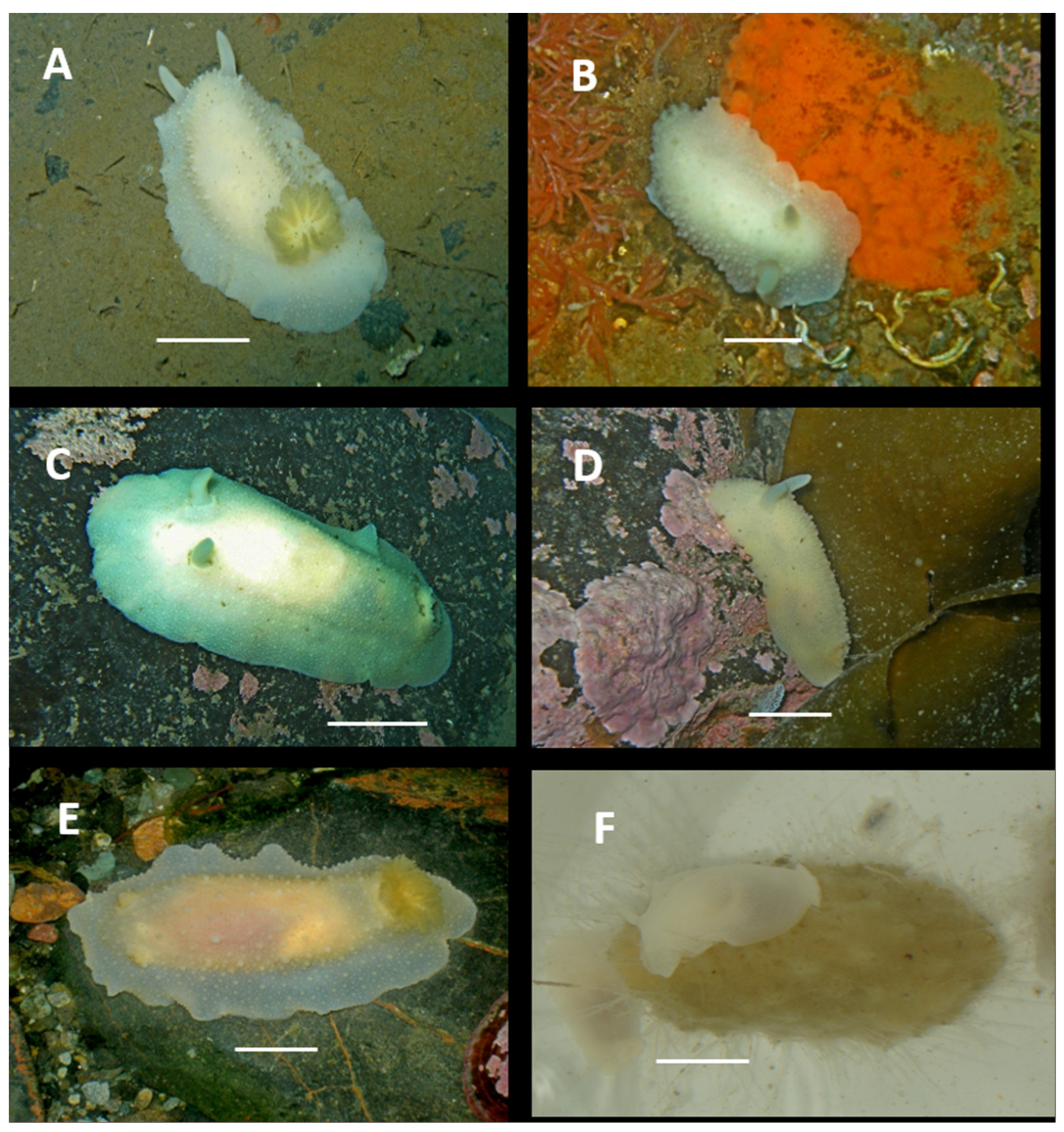 Diversity 17 00330 g005 Diversity 17 00330 g005