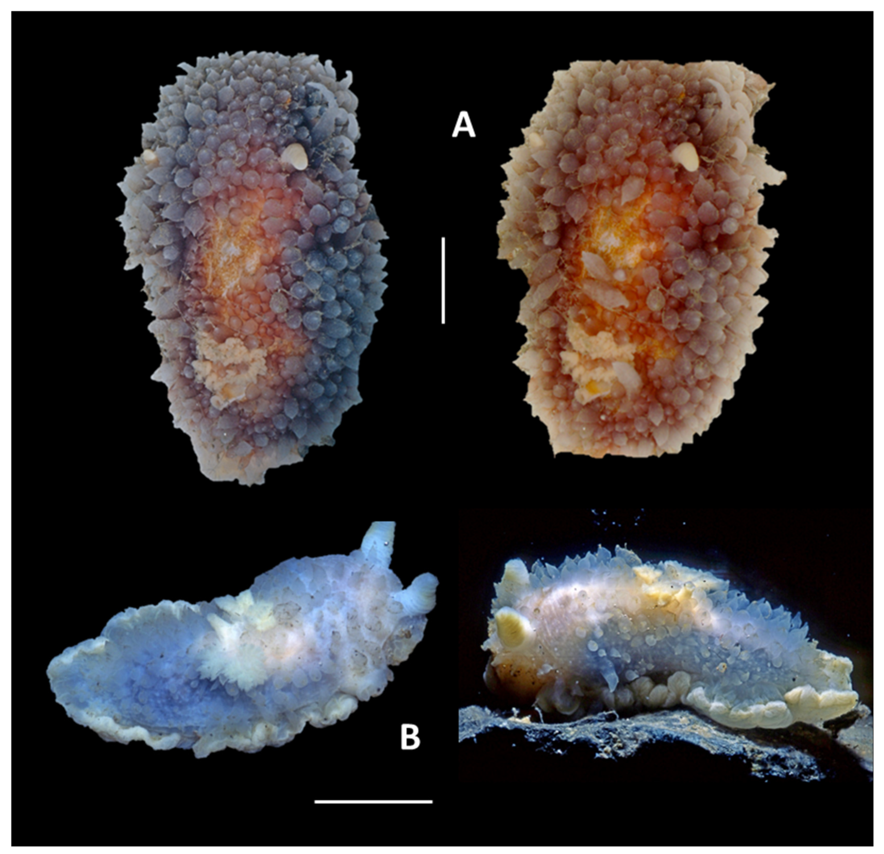 Diversity 17 00330 g006 Diversity 17 00330 g006