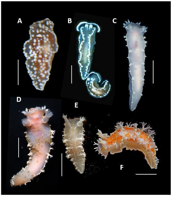 Diversity 17 00330 g007