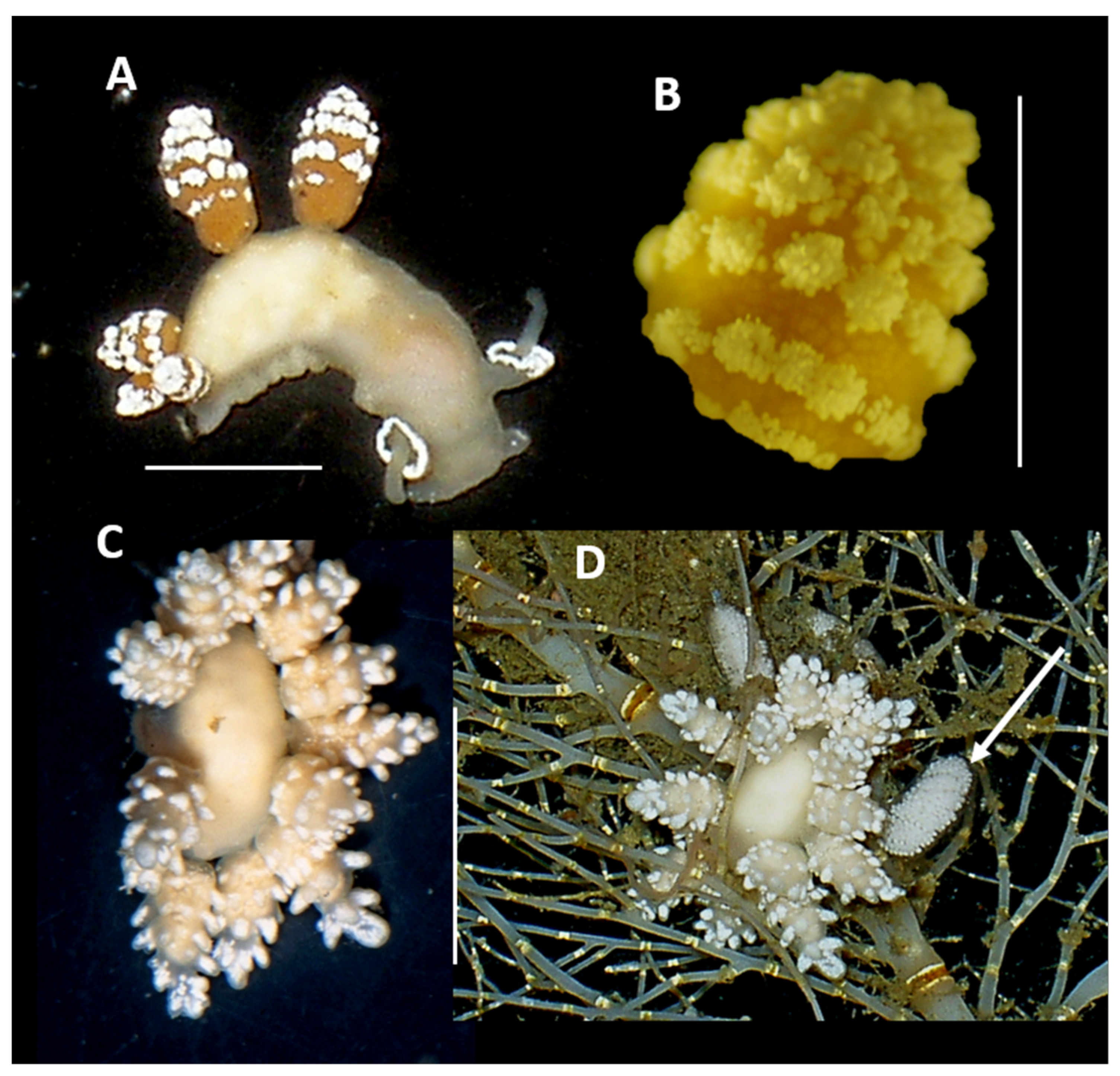 Diversity 17 00330 g008 Diversity 17 00330 g008