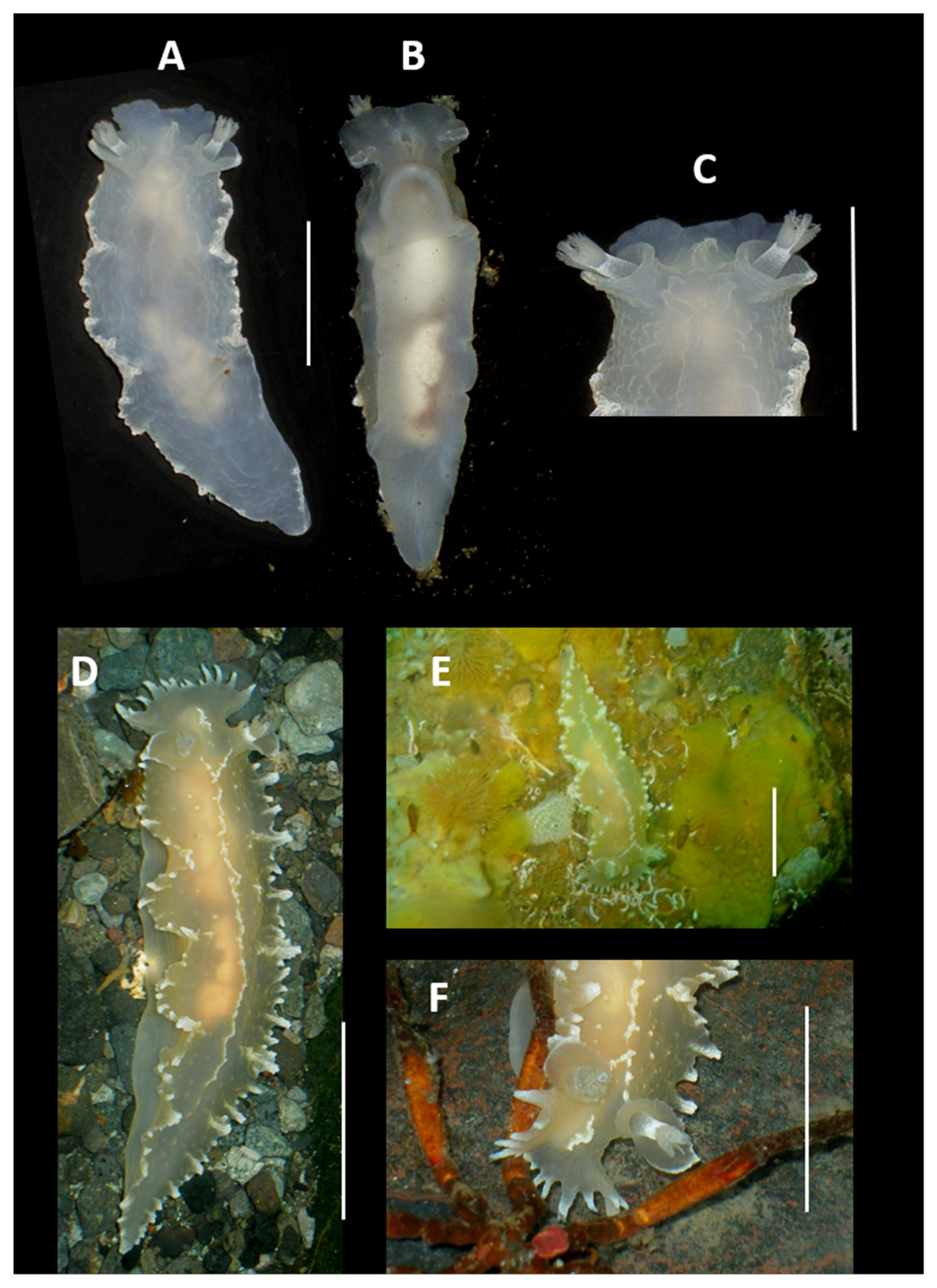 Diversity 17 00330 g009 Diversity 17 00330 g009