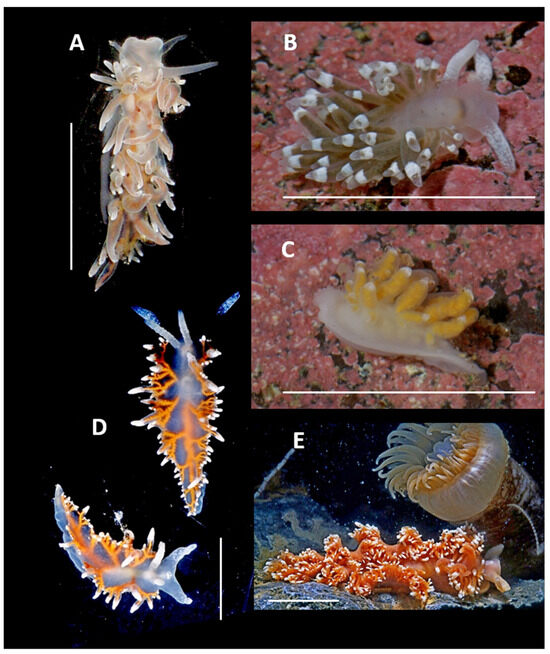 Diversity 17 00330 g010