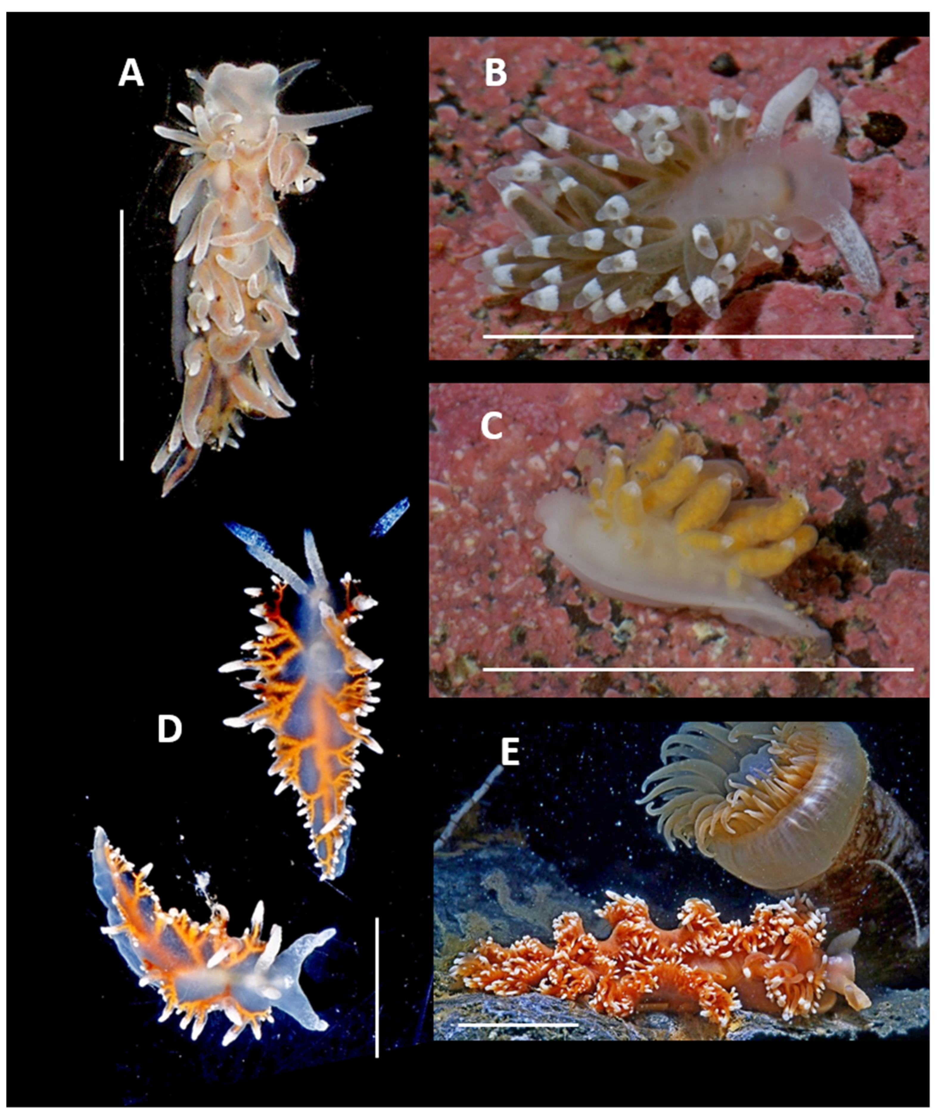 Diversity 17 00330 g010 Diversity 17 00330 g010