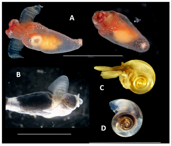 Diversity 17 00330 g011