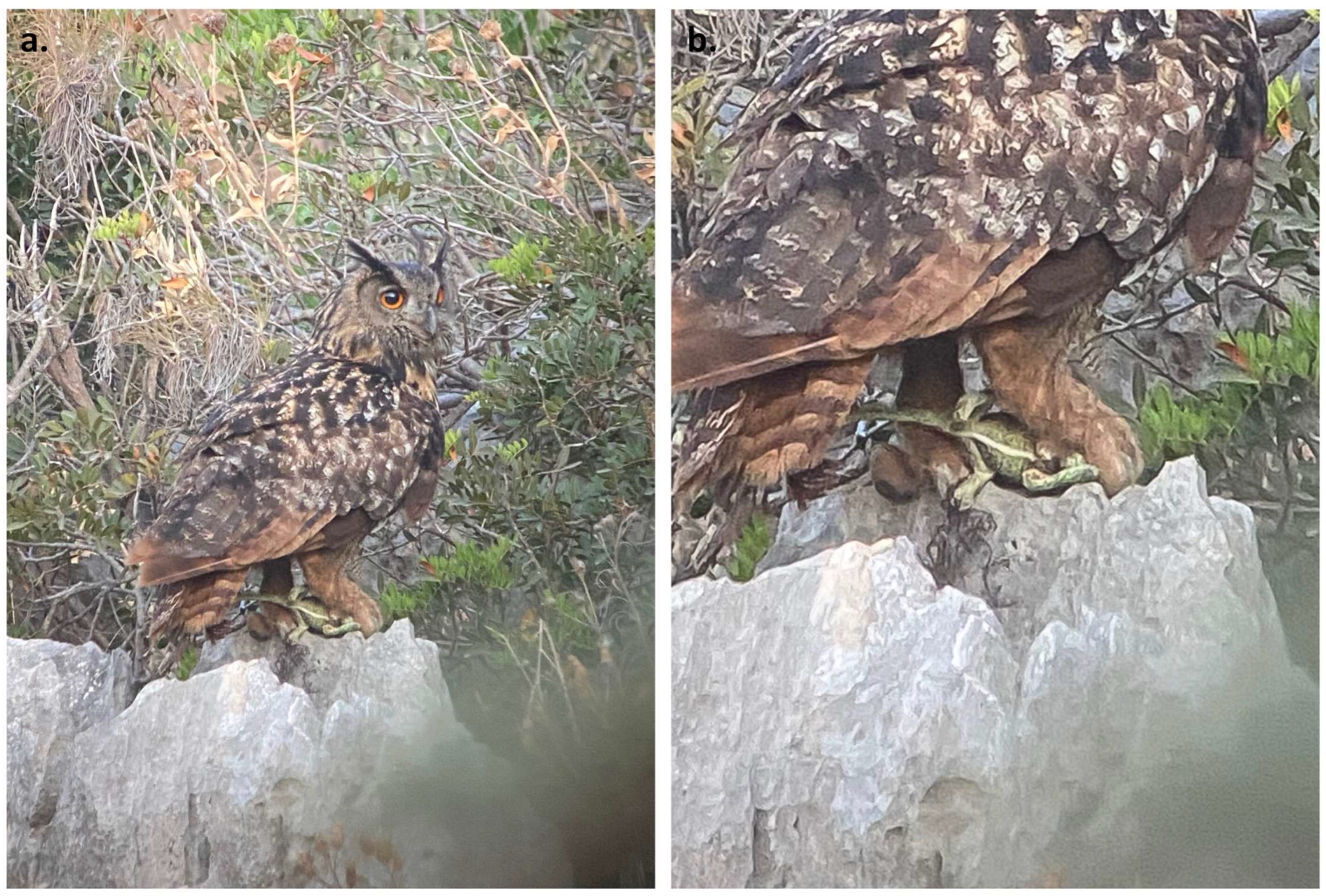 Diversity 17 00333 g001