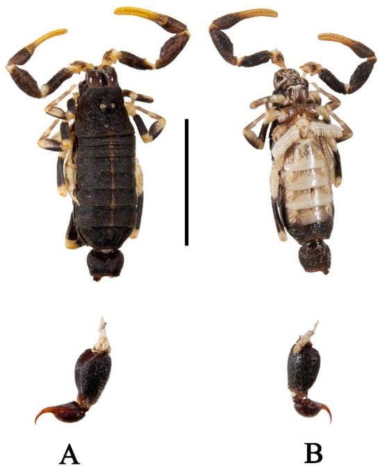 Diversity 17 00354 g002