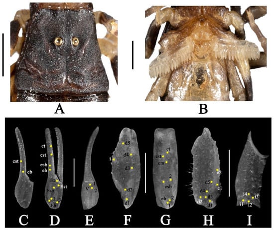 Diversity 17 00354 g003