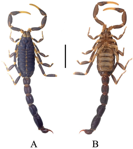 Diversity 17 00354 g005