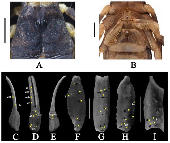 Diversity 17 00354 g006