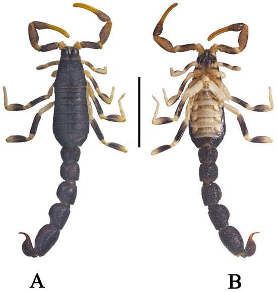 Diversity 17 00354 g008