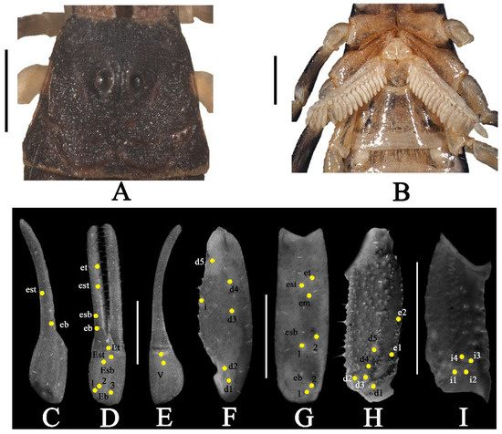 Diversity 17 00354 g009