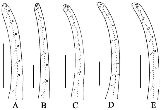 Diversity 17 00354 g010