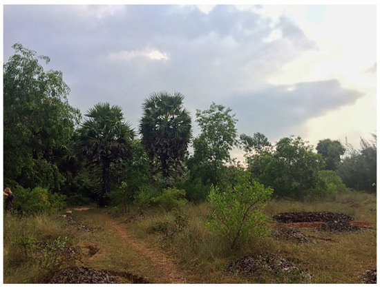 Diversity 17 00354 g011