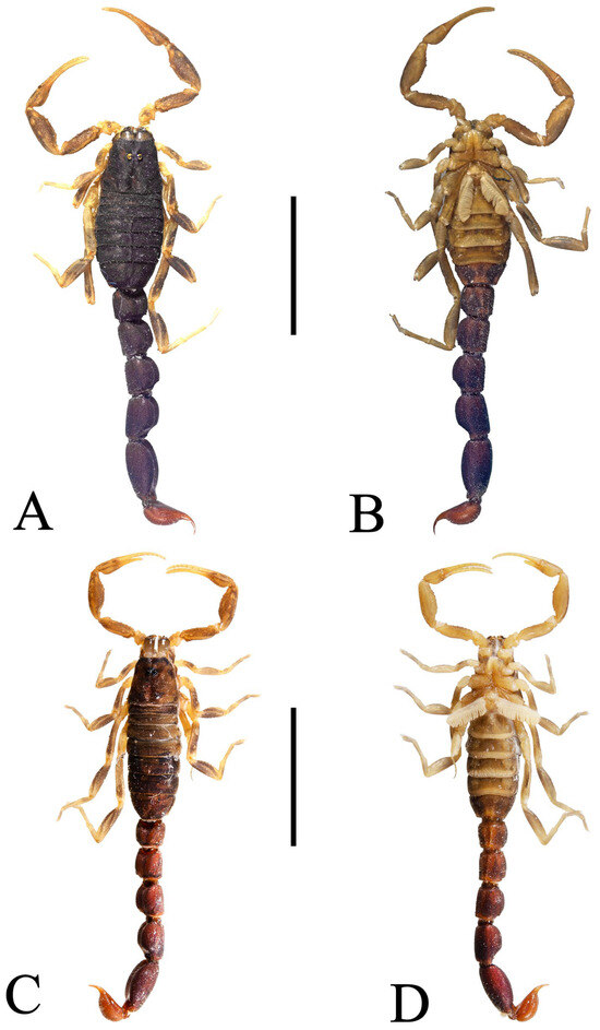 Diversity 17 00354 g012