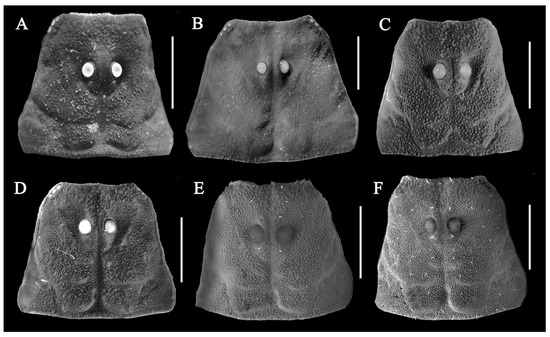 Diversity 17 00354 g015