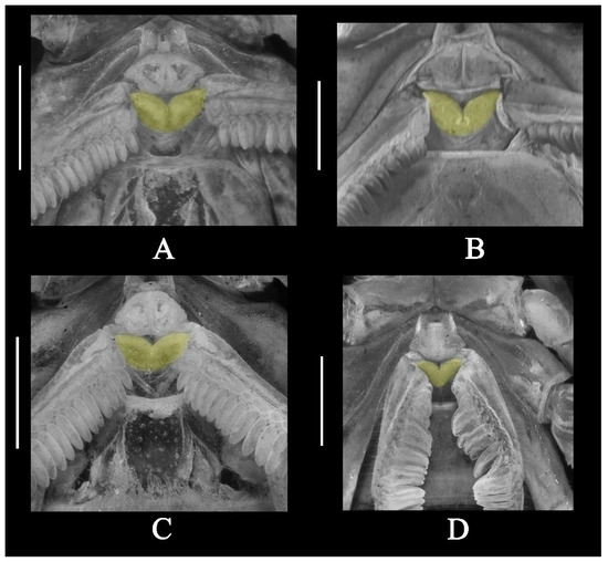 Diversity 17 00354 g016