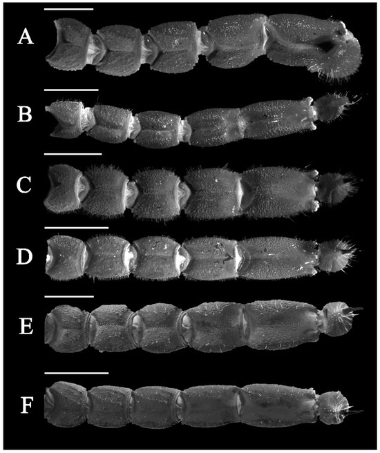 Diversity 17 00354 g017