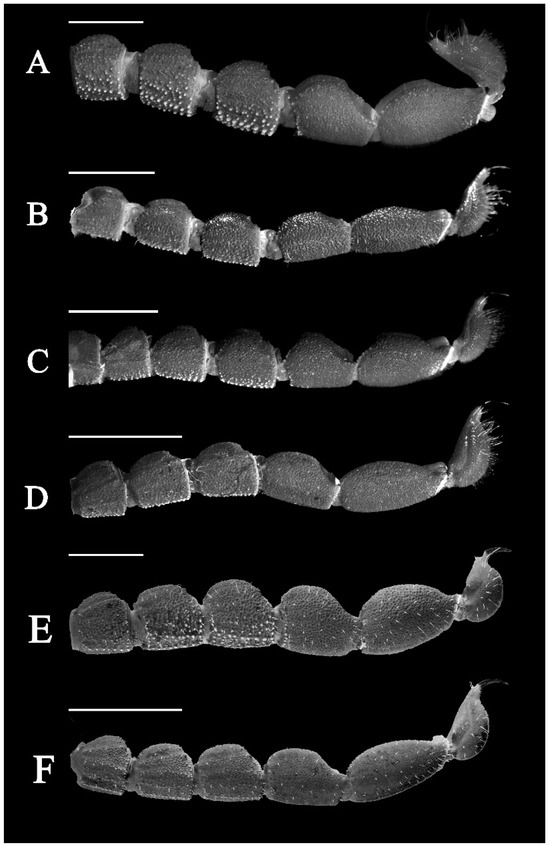 Diversity 17 00354 g018