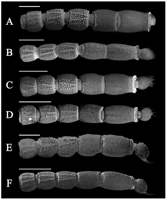 Diversity 17 00354 g019