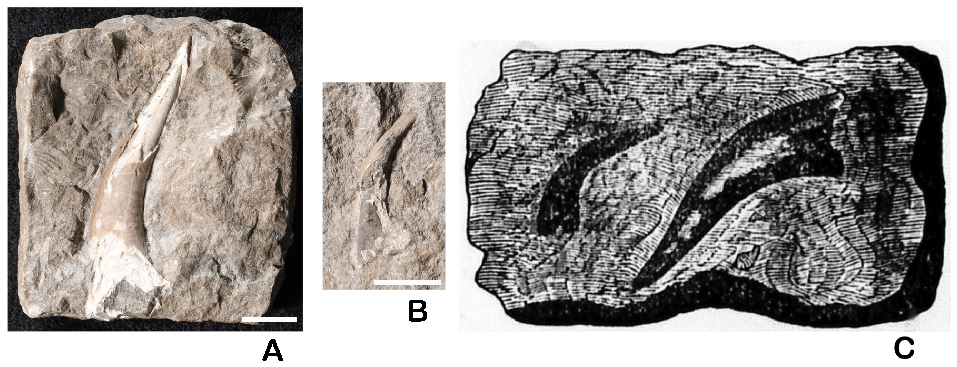 Diversity 17 00375 g001 Diversity 17 00375 g001