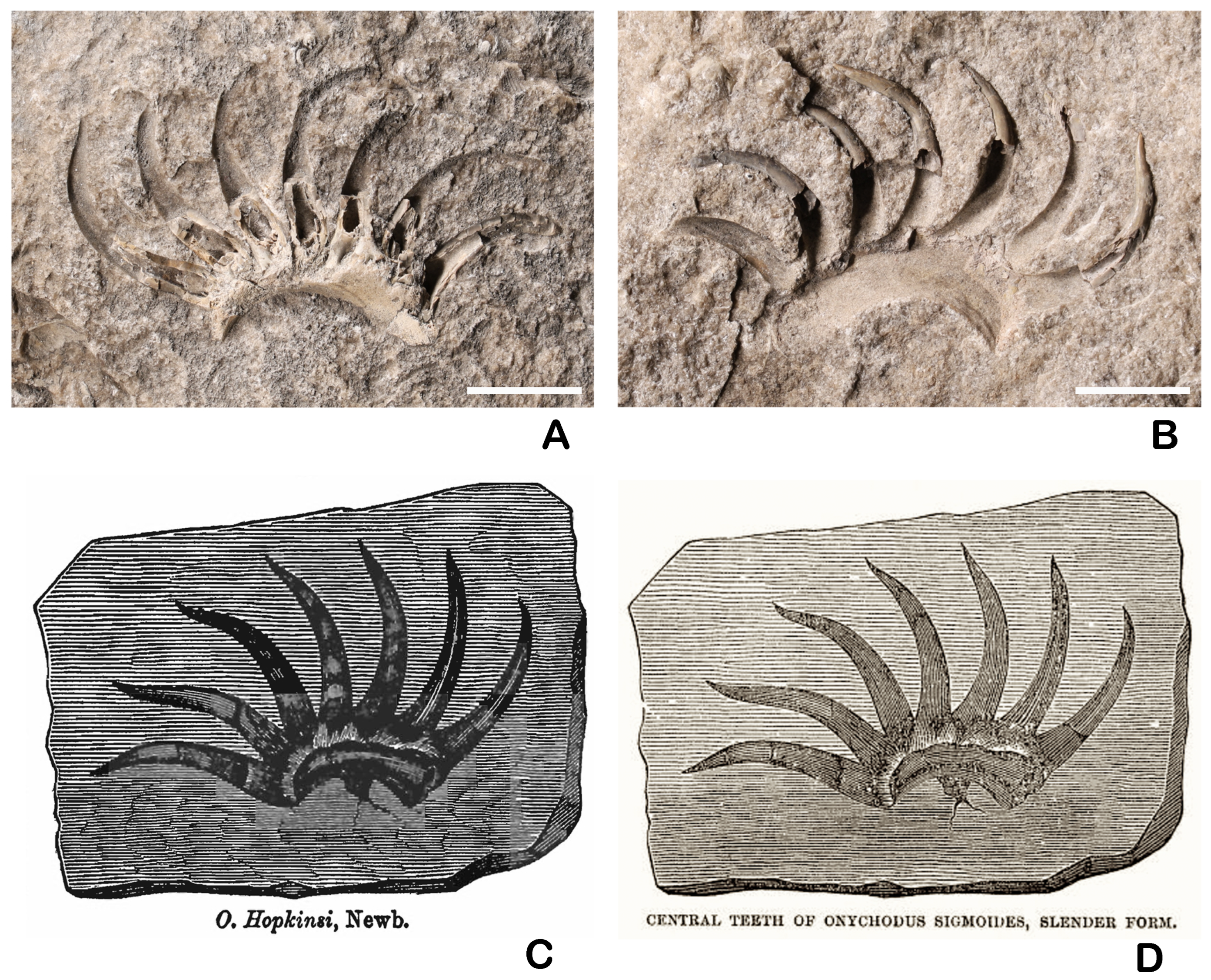 Diversity 17 00375 g002 Diversity 17 00375 g002