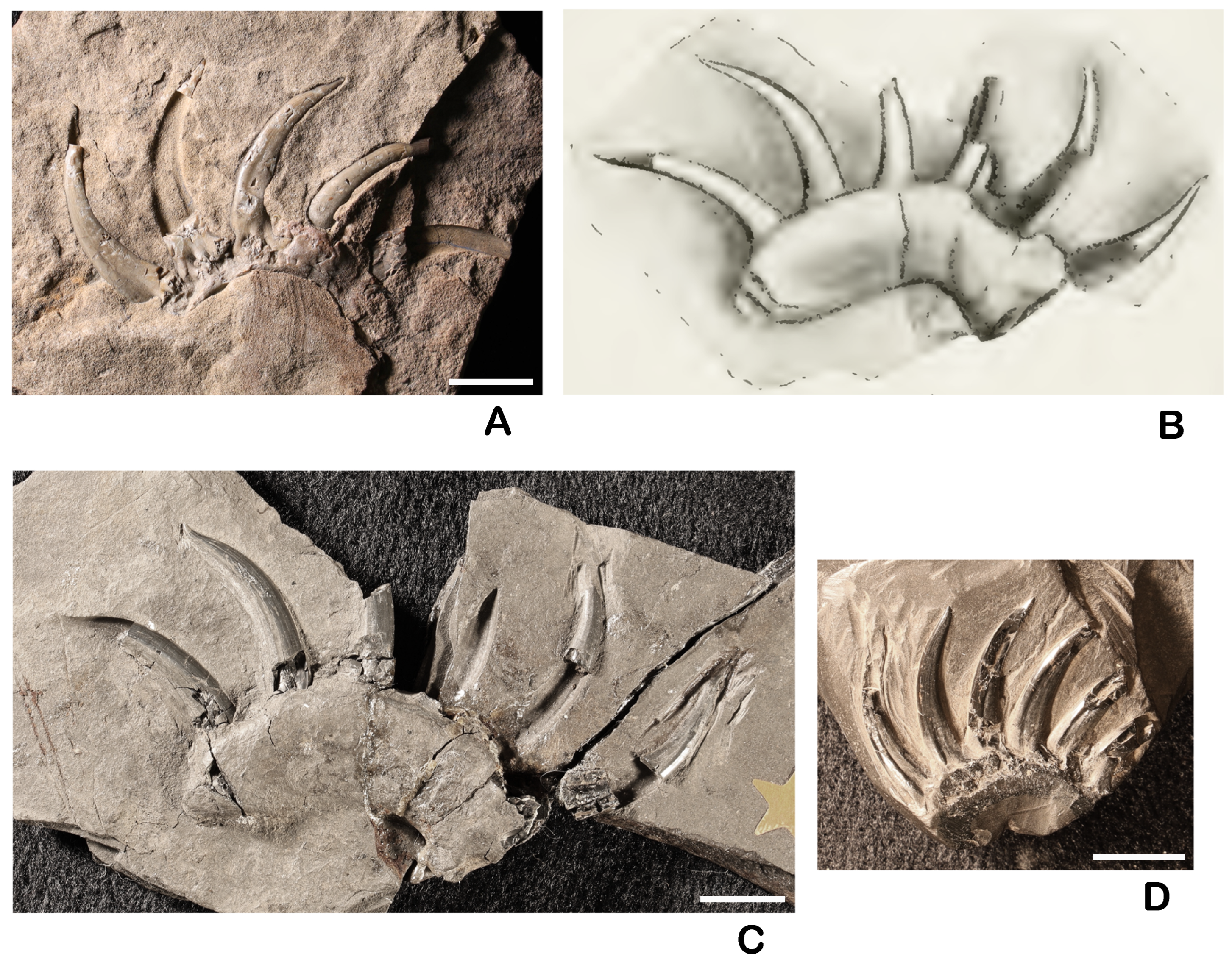 Diversity 17 00375 g003 Diversity 17 00375 g003