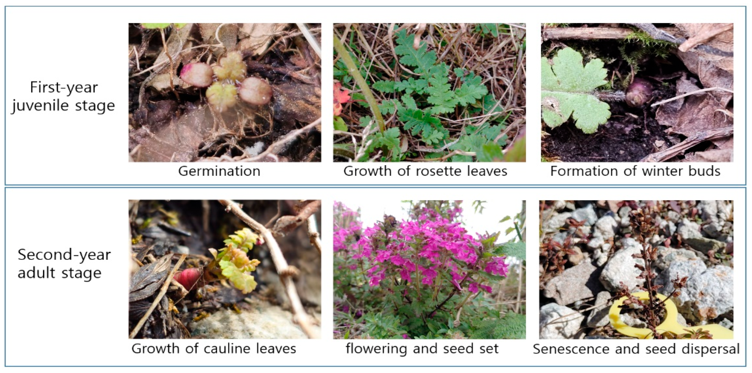 Diversity 17 00377 g001