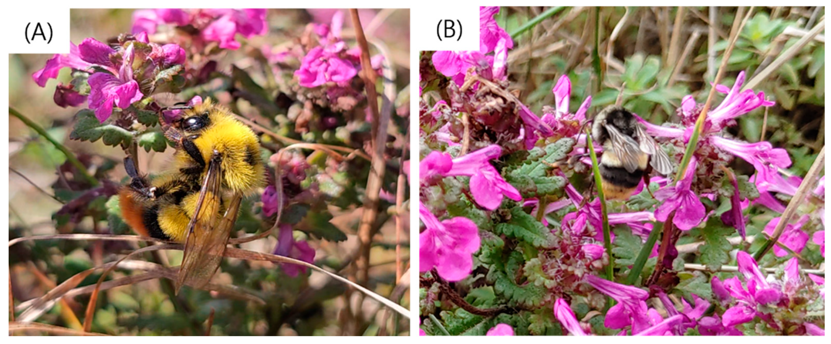 Diversity 17 00377 g004