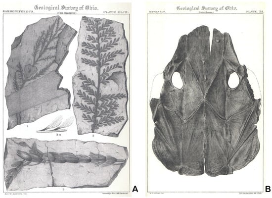 Diversity 17 00392 g003