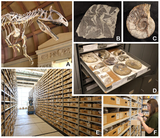 Diversity 17 00392 g004