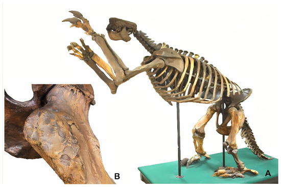 Diversity 17 00392 g005