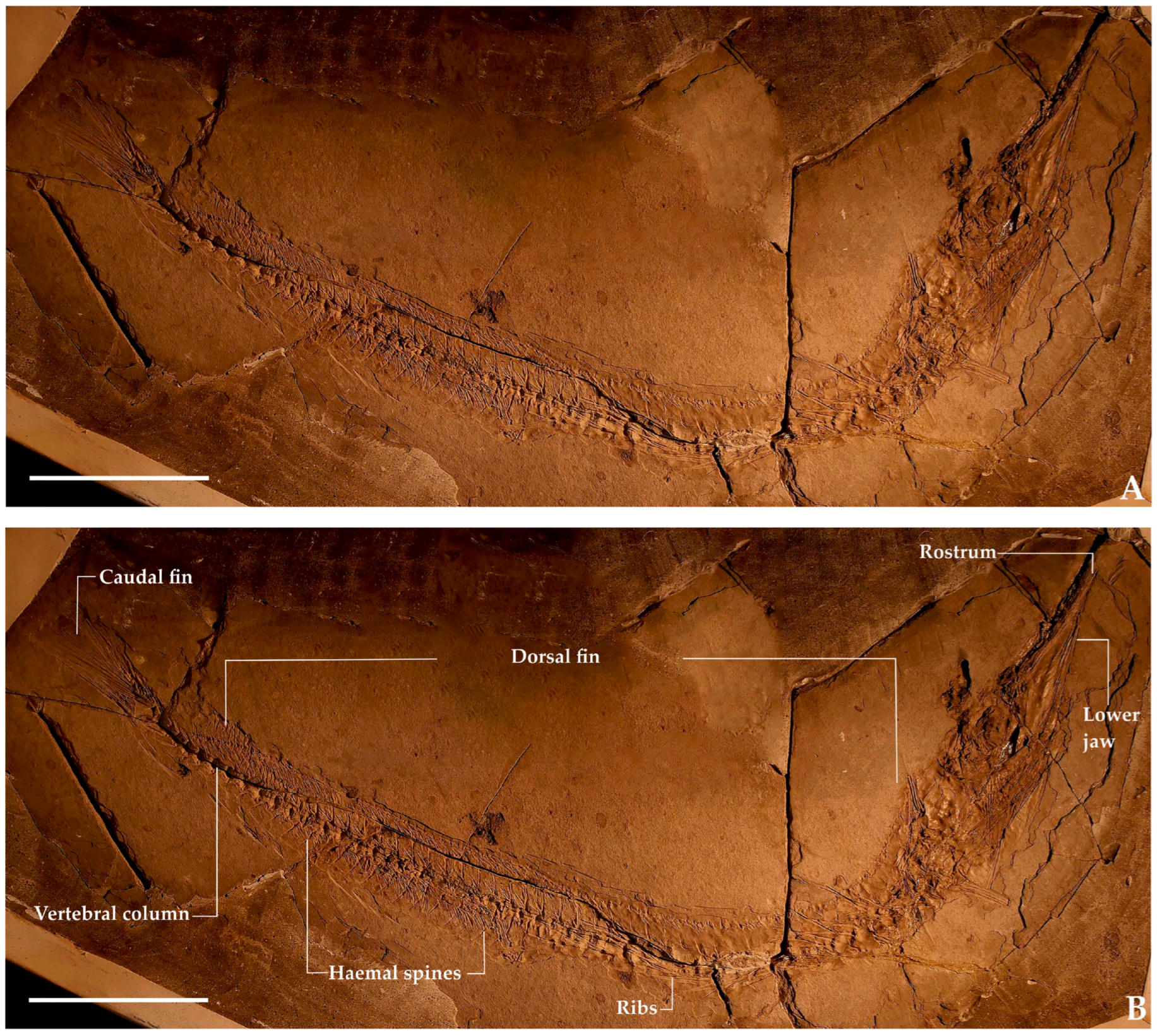 Diversity 17 00393 g002