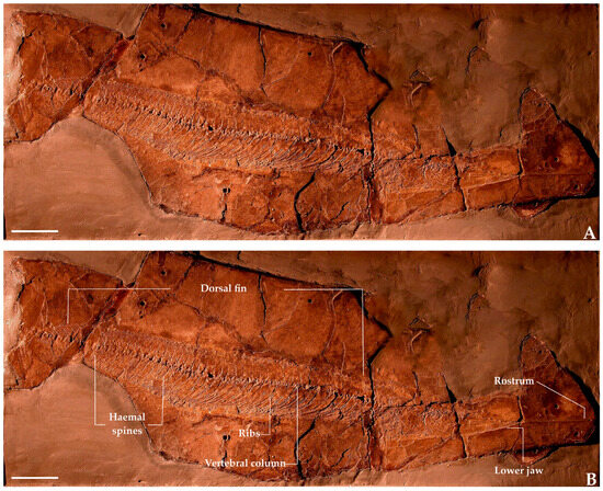 Diversity 17 00393 g003