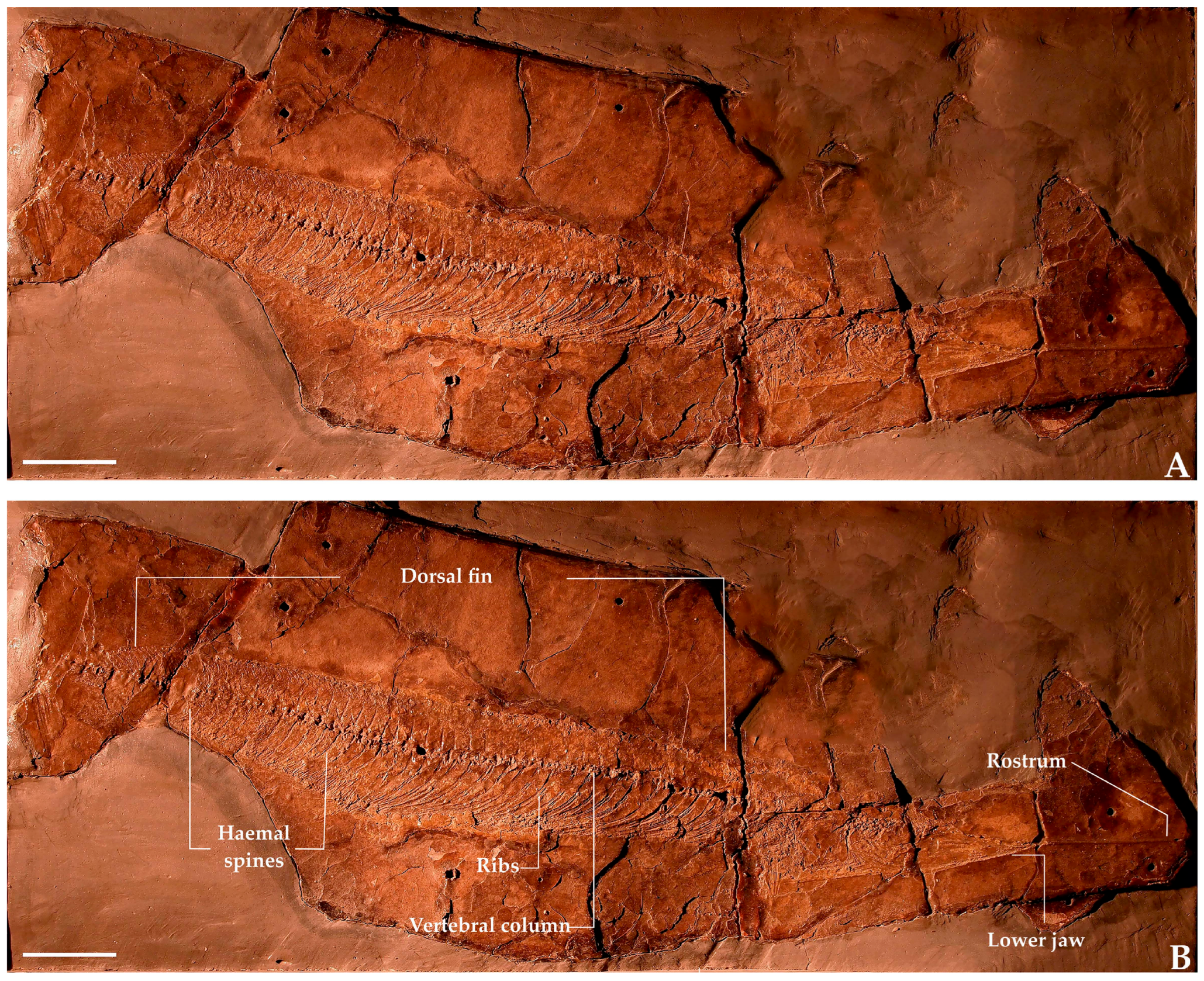Diversity 17 00393 g003
