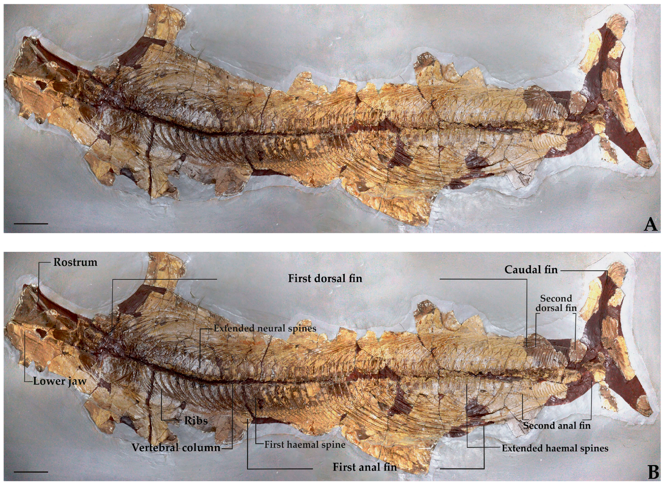 Diversity 17 00393 g005