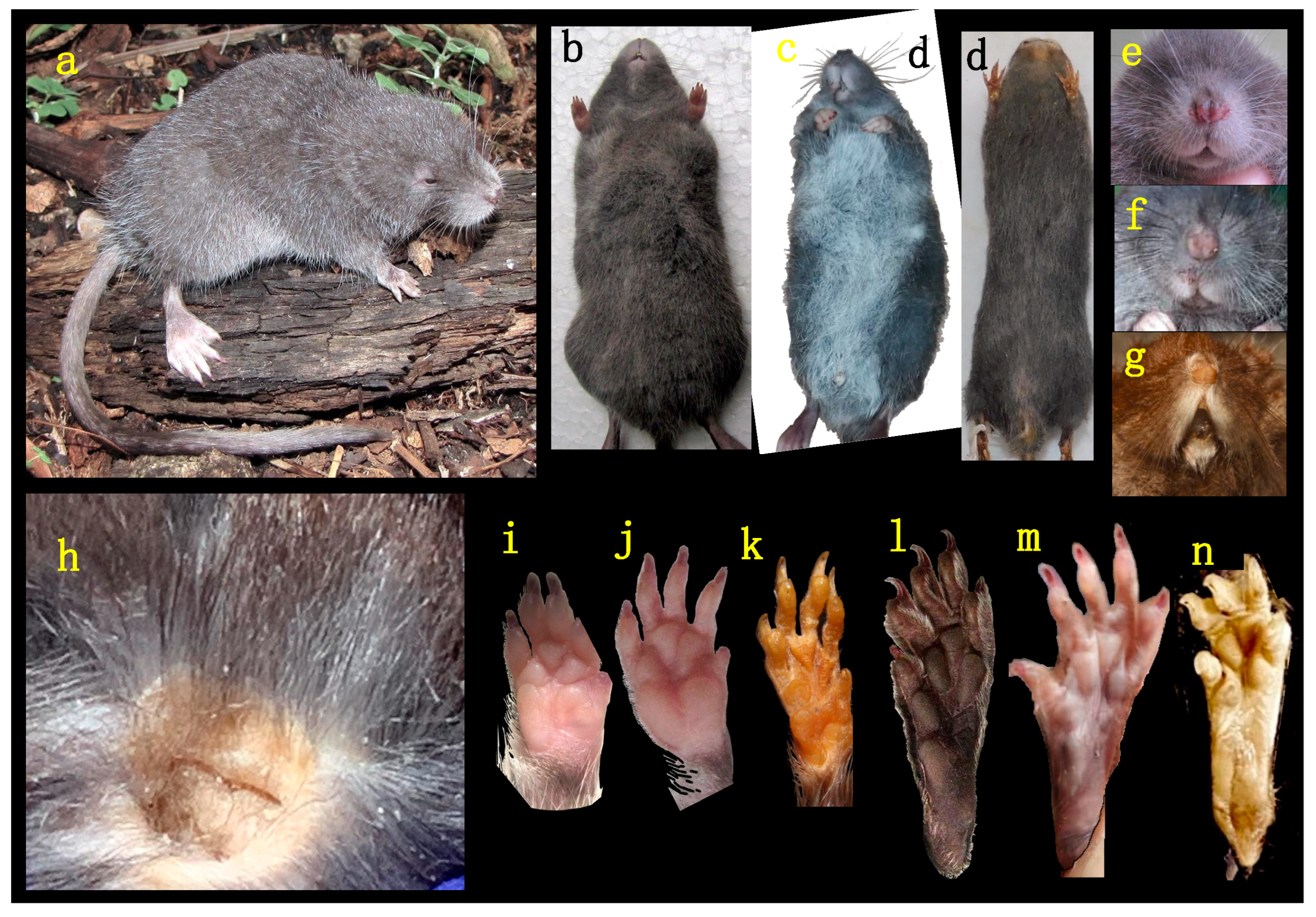 Diversity 17 00406 g003