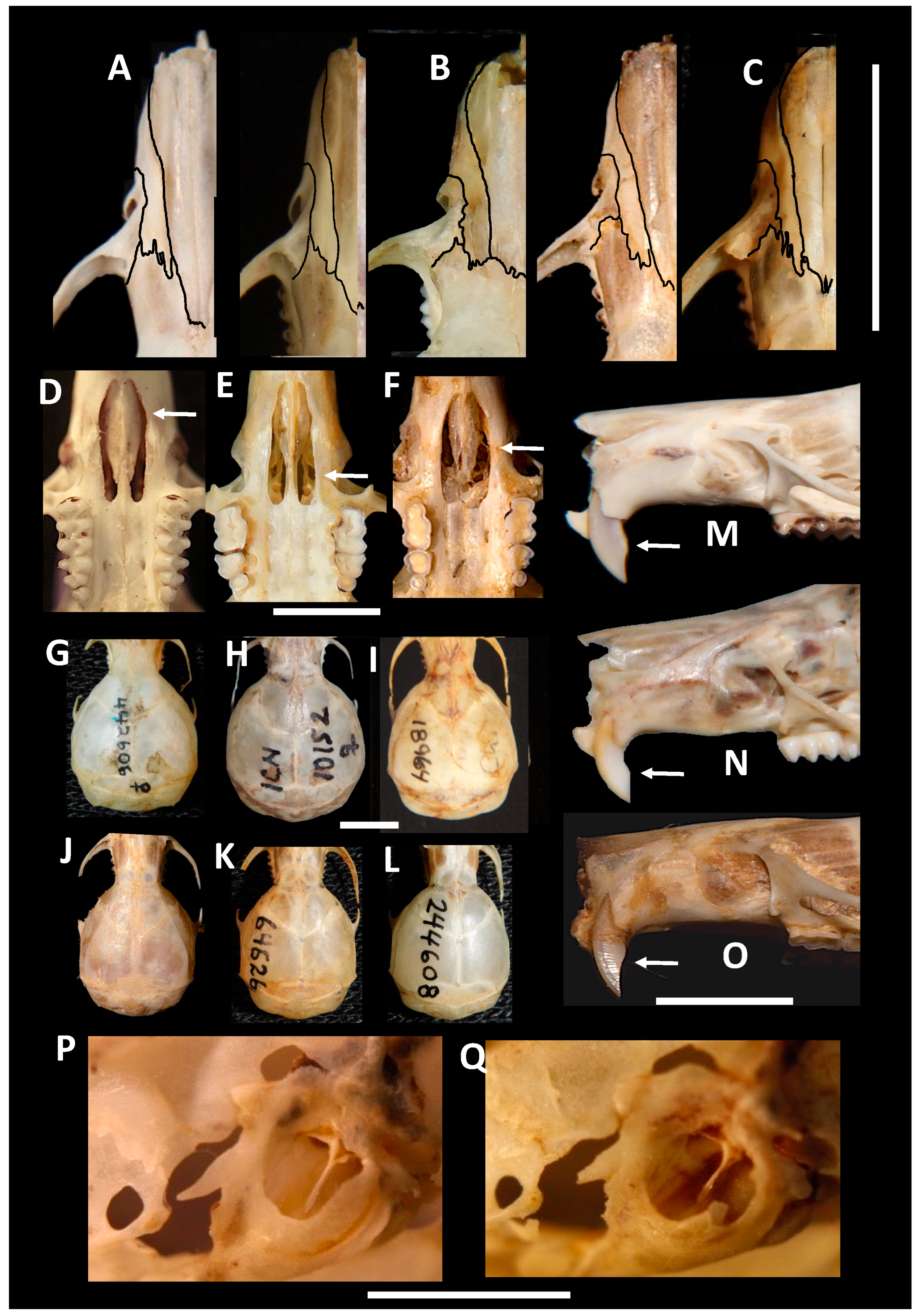 Diversity 17 00406 g004