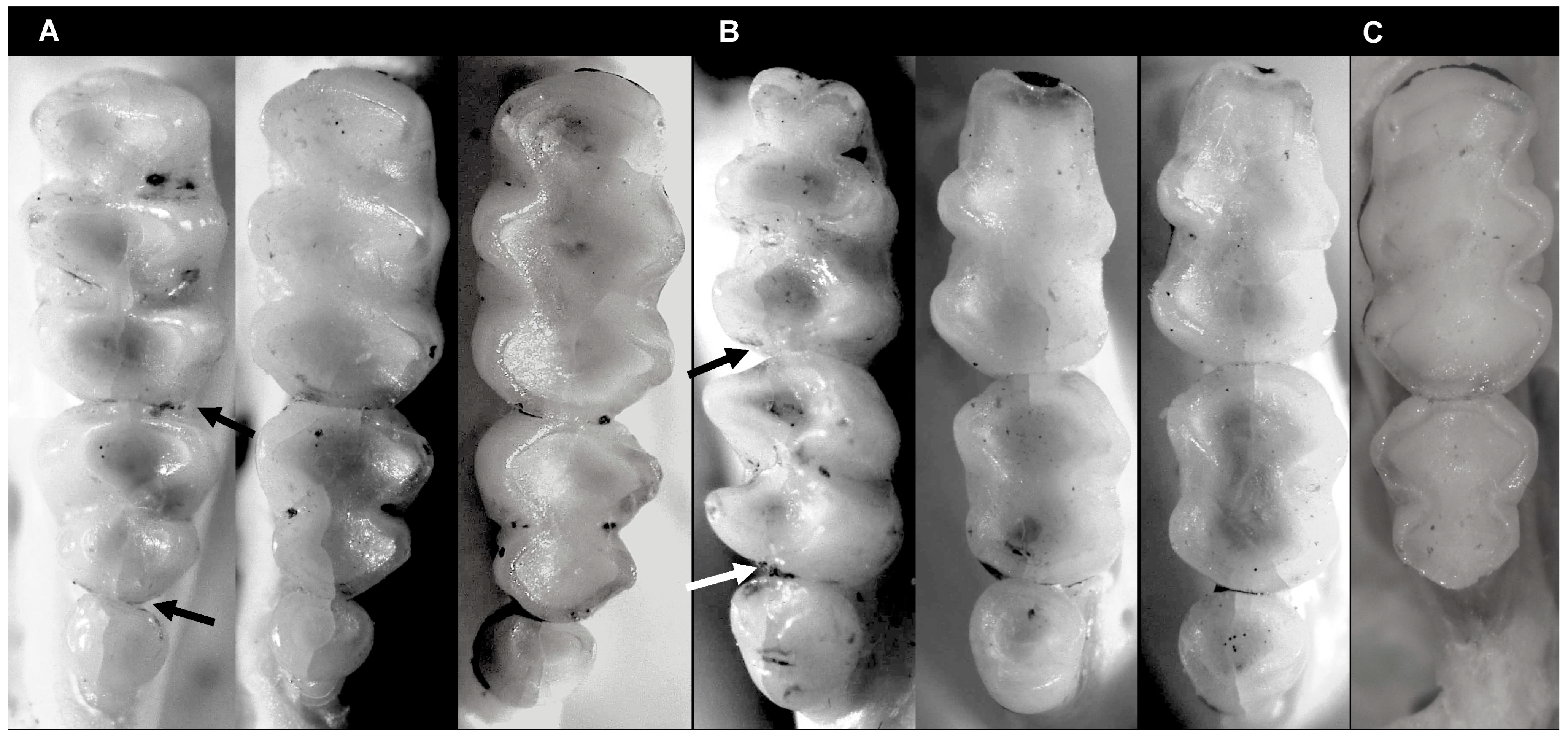 Diversity 17 00406 g007