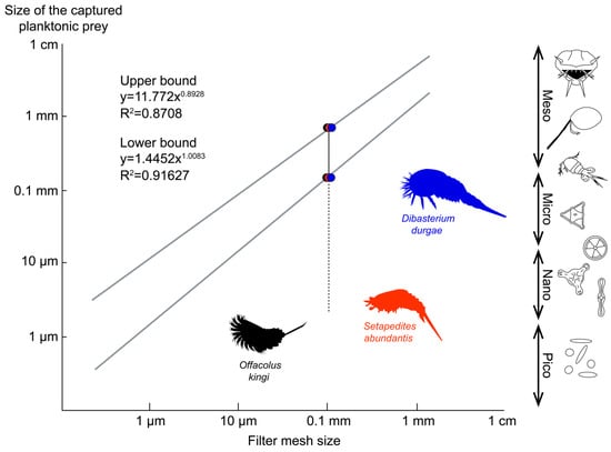 Diversity 17 00412 g003