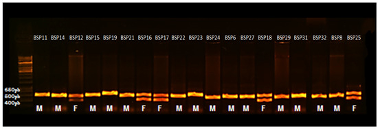 Diversity 17 00417 g001