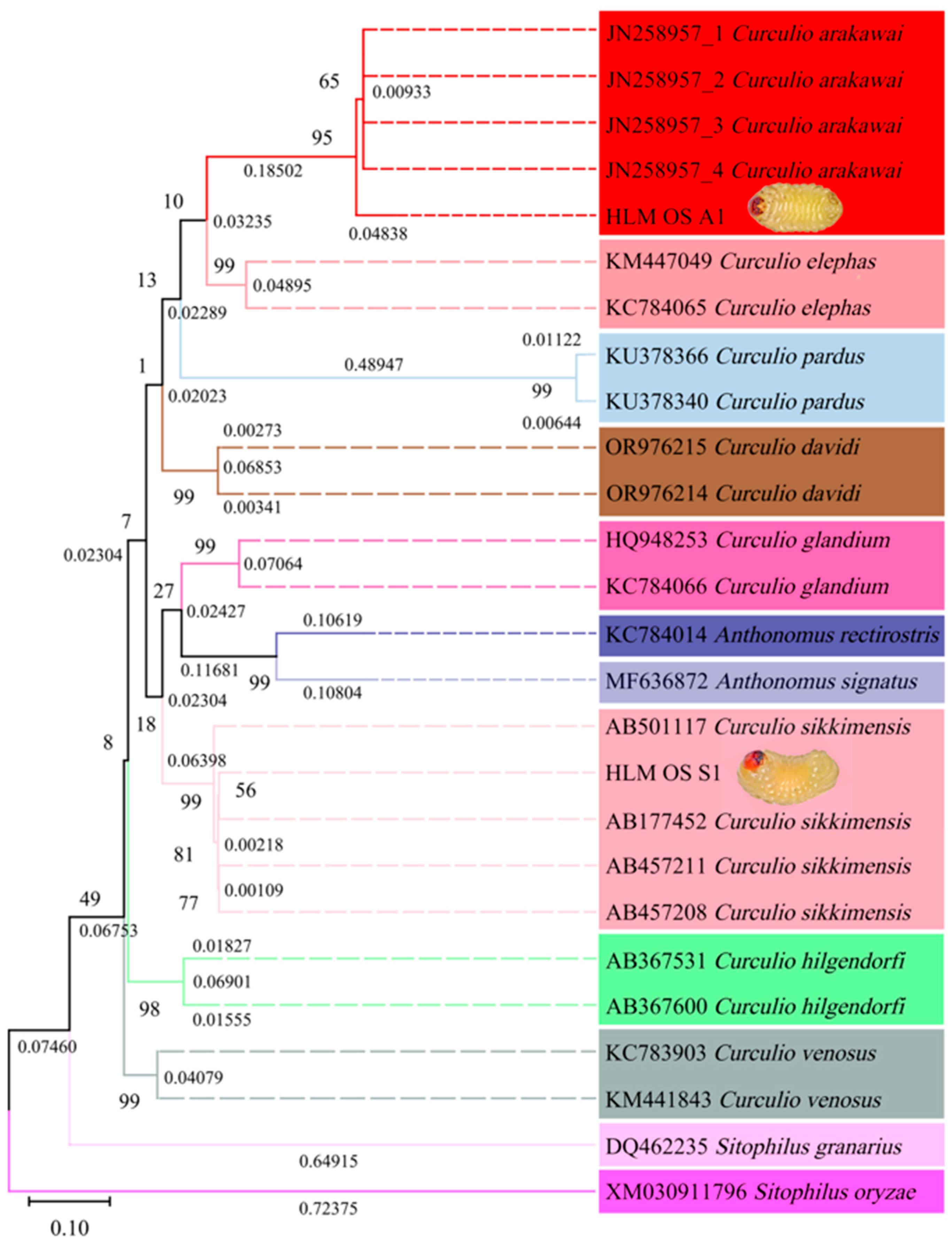 Diversity 17 00421 g001