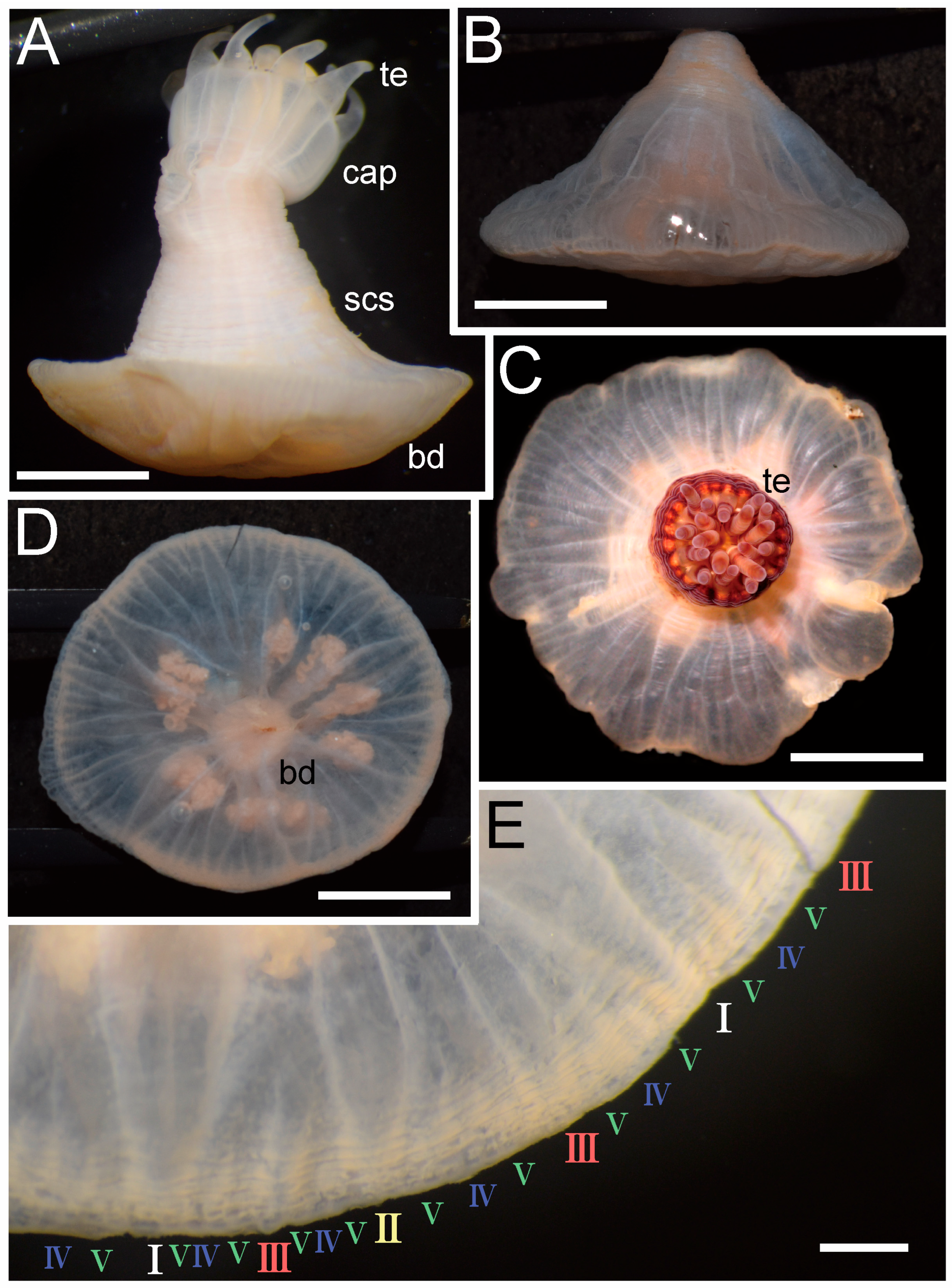 Diversity 17 00430 g002