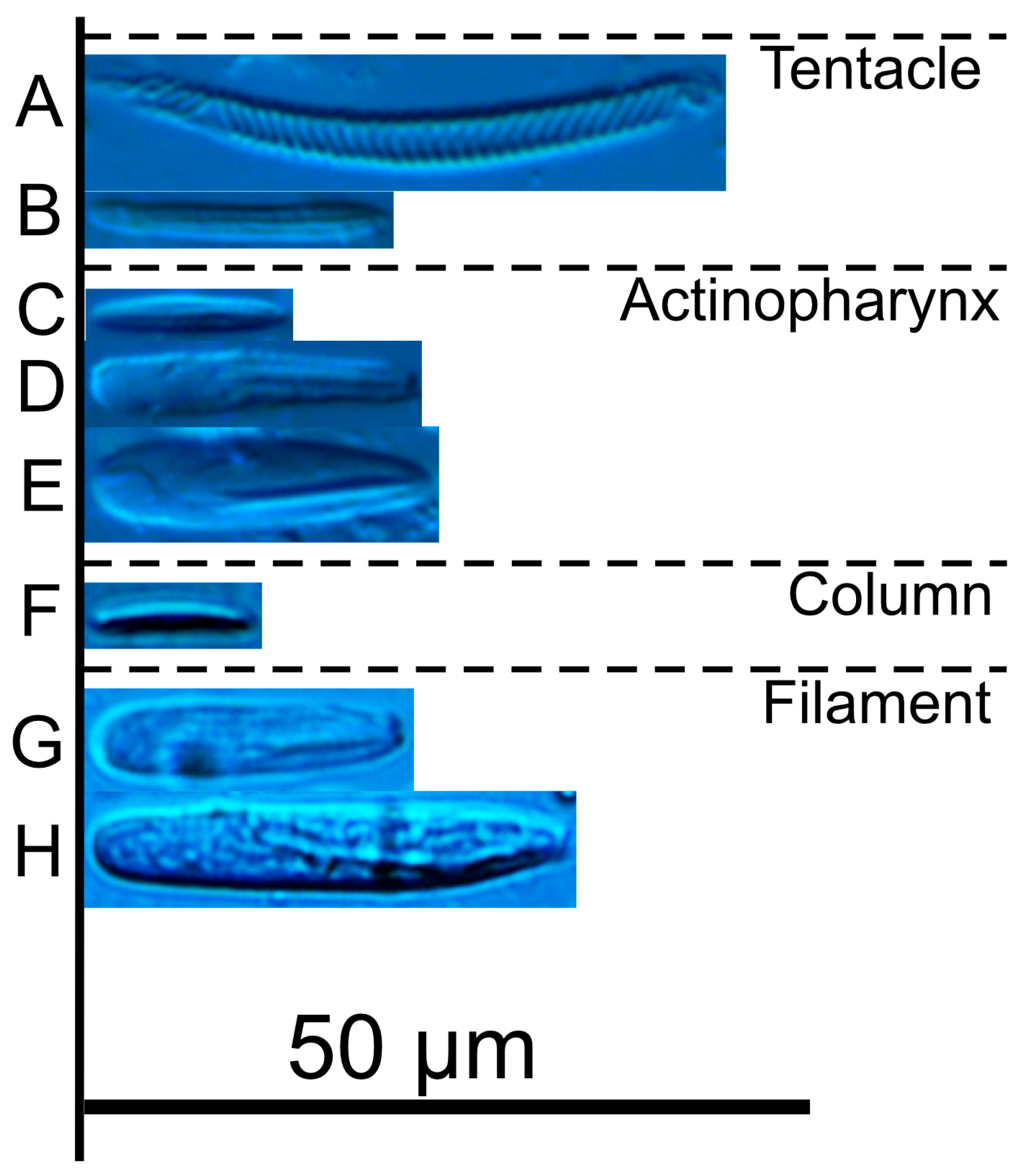 Diversity 17 00430 g004