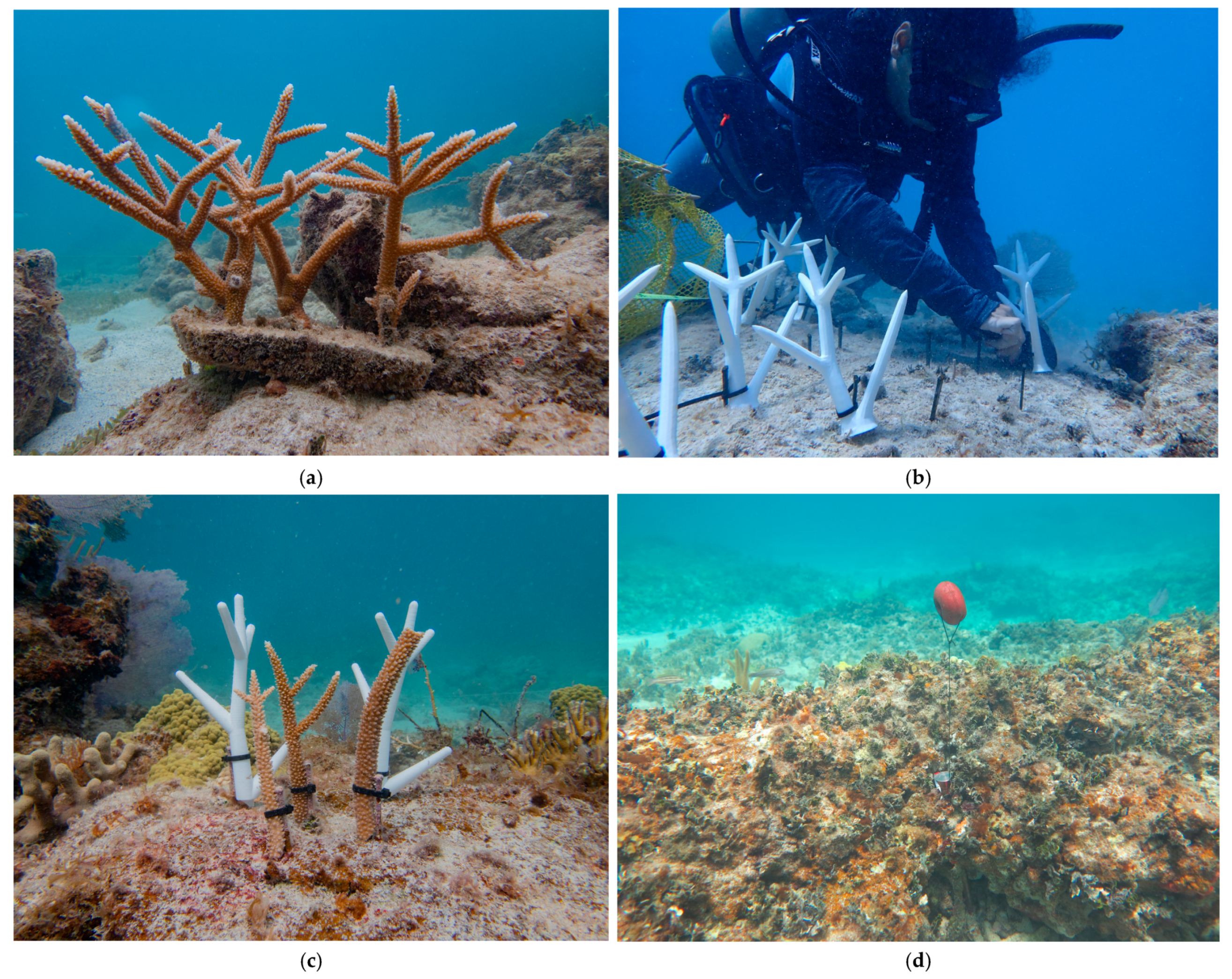 Diversity 17 00445 g003