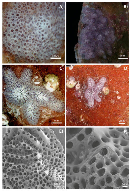 Diversity 17 00451 g001