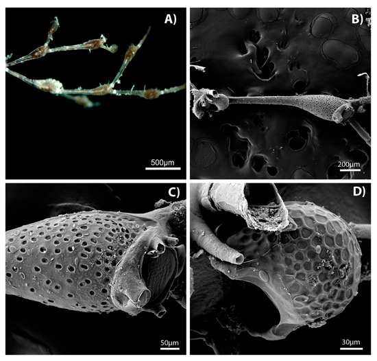 Diversity 17 00451 g002