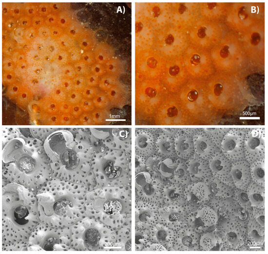 Diversity 17 00451 g006